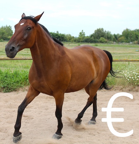Pferd